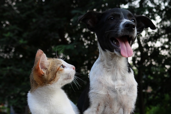 Training your dogs and cats to live together