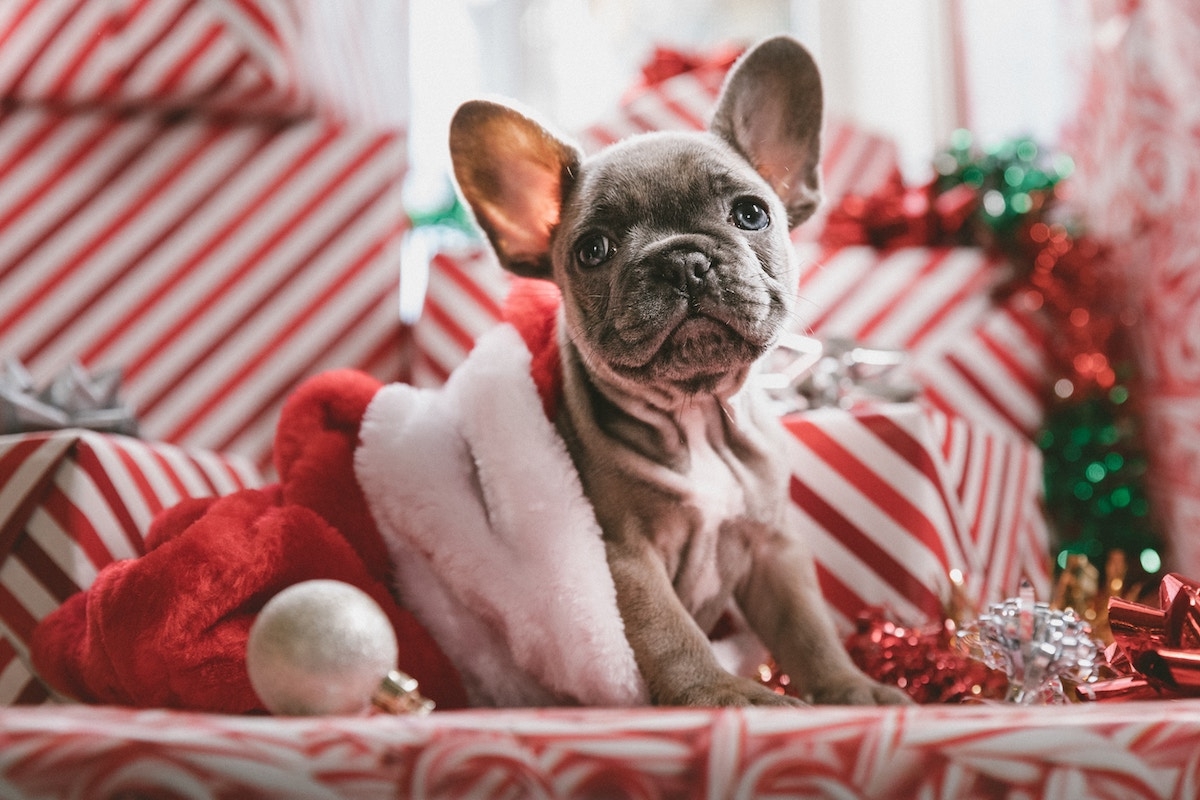 How to ensure your dog has a happy holiday season