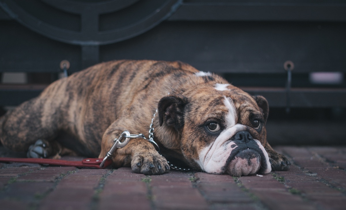 Identifying “kennel cough” and what to do about it