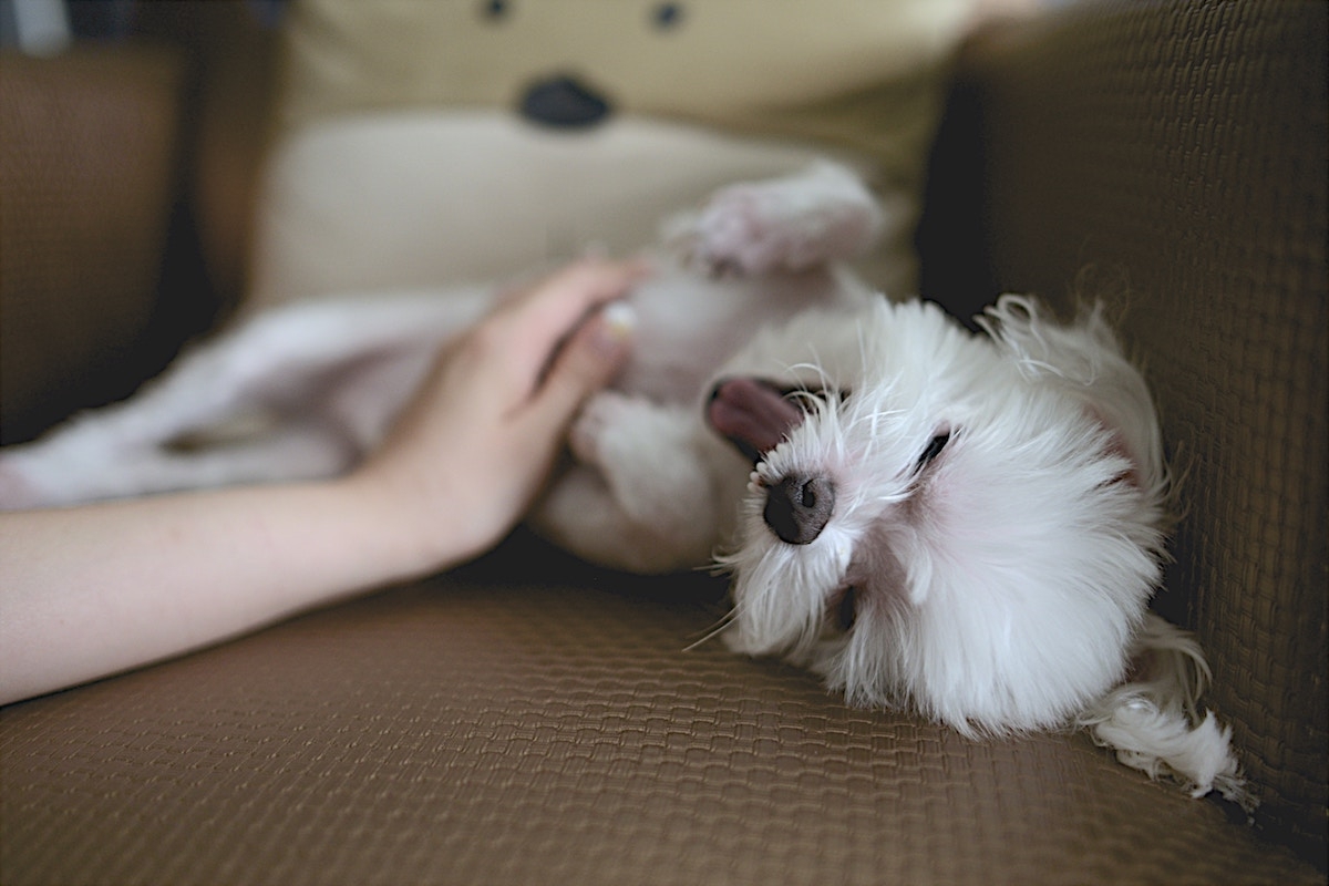 Doggy obsessions: how to deal with strange behaviors