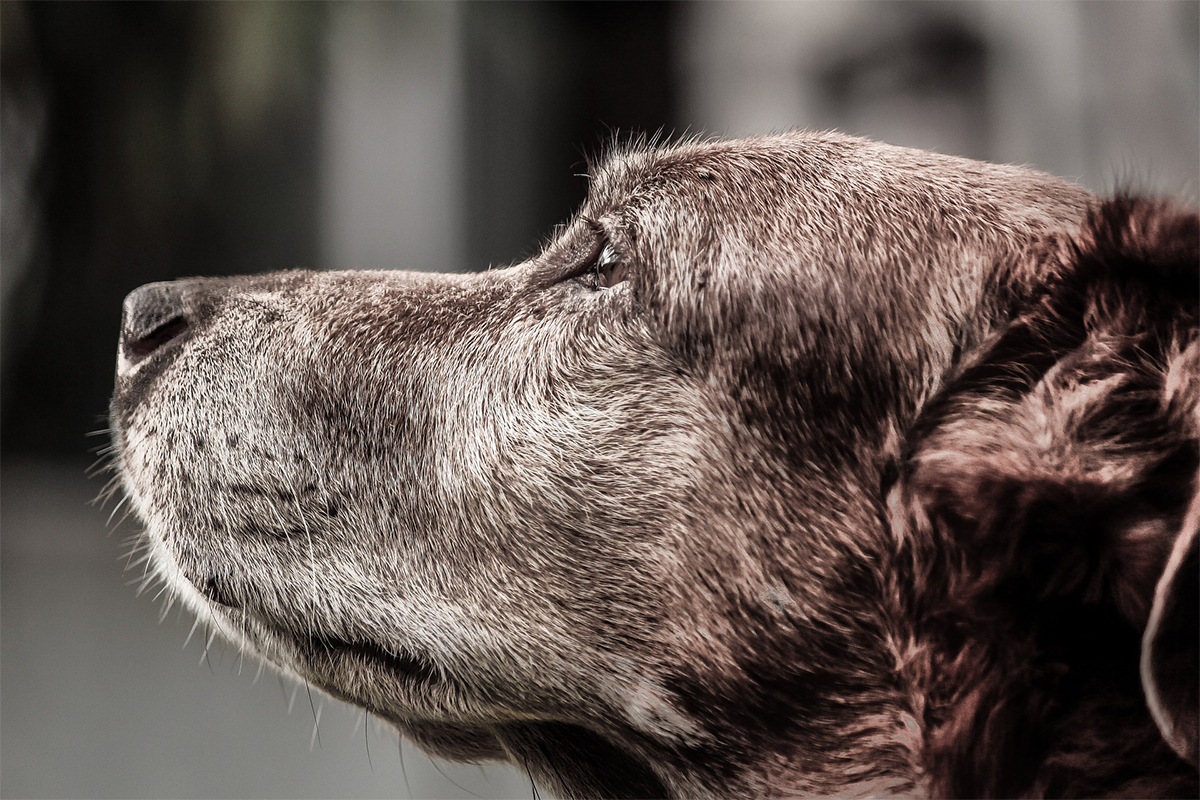 Why you might consider adopting an “older” dog