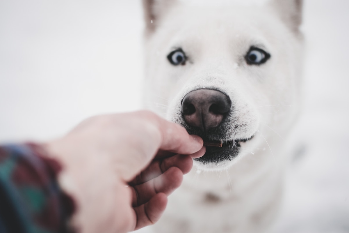Doggy nutrition: do’s and dont’s