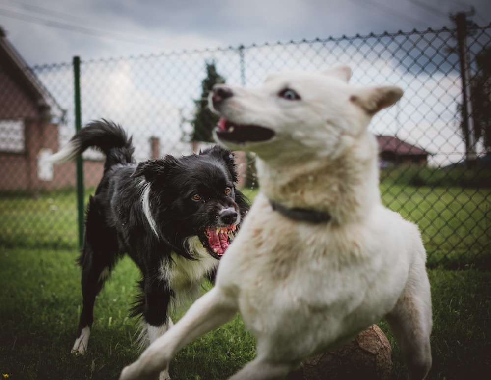 How to tame your dog’s aggression