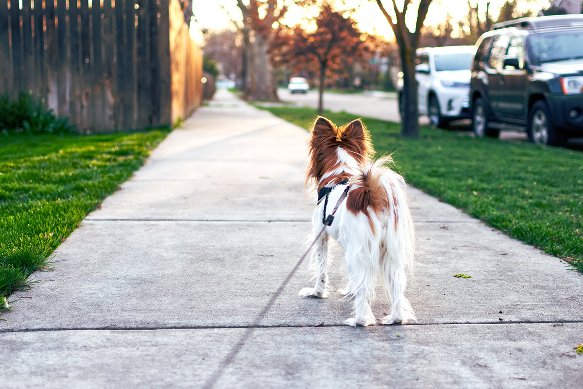 Top tips for the perfect dog walk