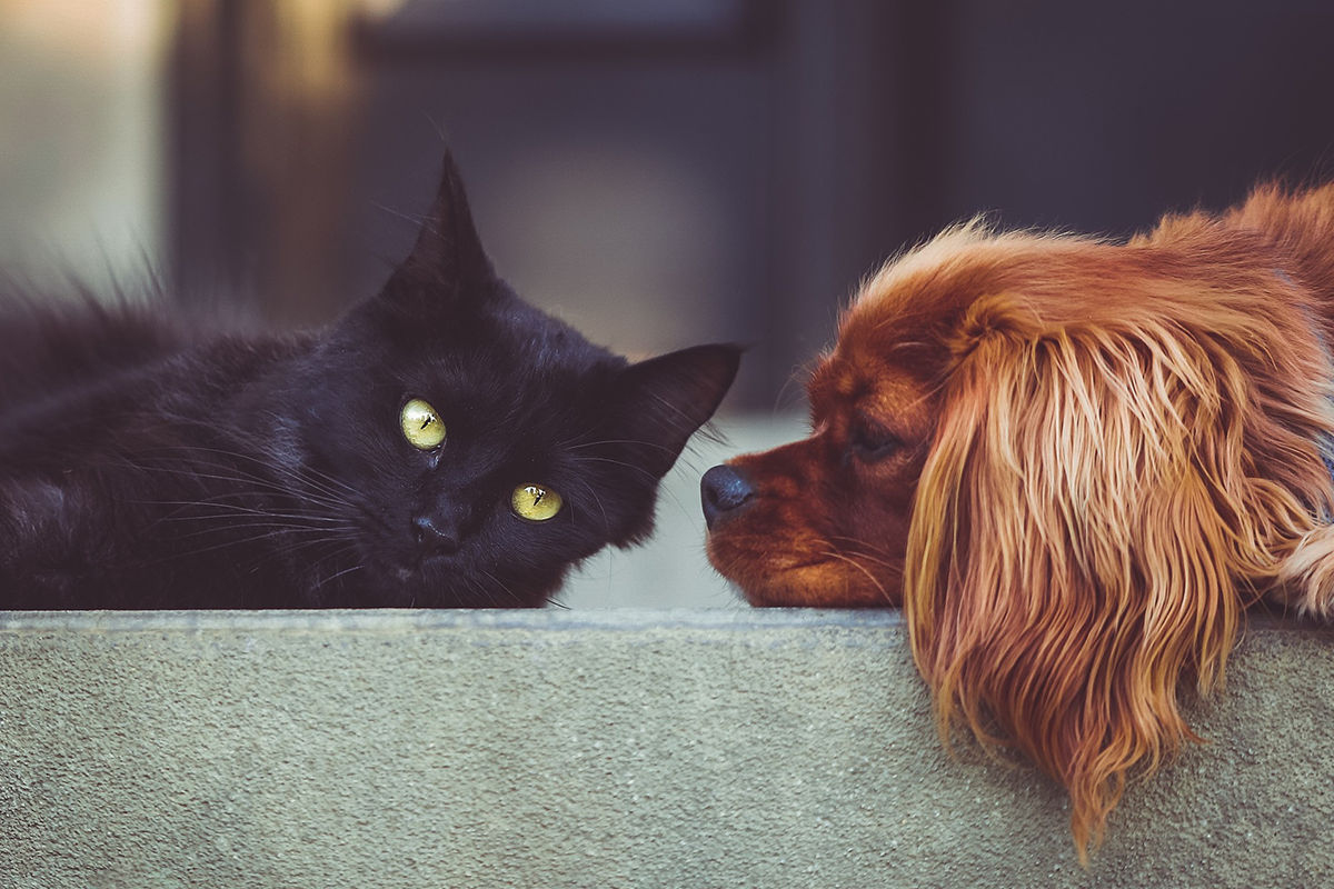 How to help a cat and dog get along