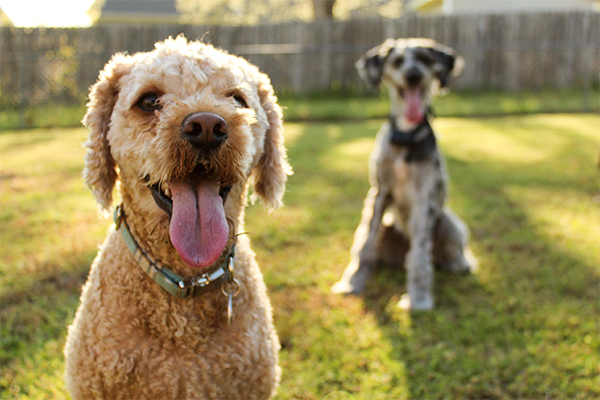 Do dogs benefit from daycare? Here are four things to keep in mind.