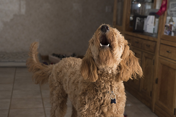 Decoding what your dog’s bark might mean