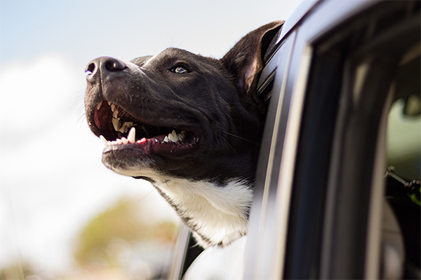 Six easy ways to make your dog happier