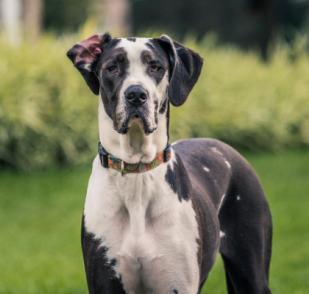 Dogs in focus: the Great Dane