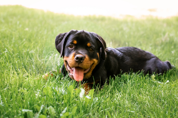 Dogs in focus: The Rottweiler