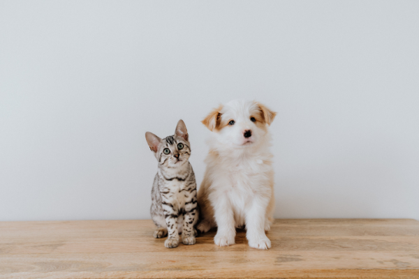 What are the differences between cat and dog behavior patterns?