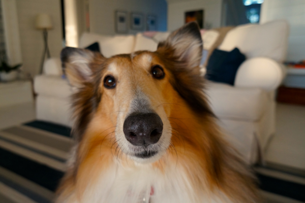 What can I expect when I bring my dog to Under One Woof? and more questions answered.