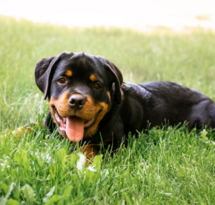 The most popular dog breeds in America (part two)