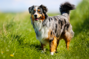 A purebred vs a mixed breed dog – what are the pros of each?