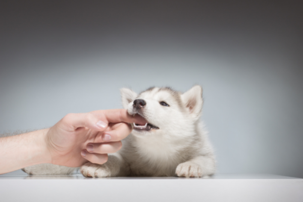 How to stop your dogs from mouthing and nipping
