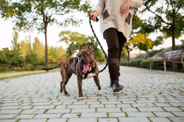 Dog training fundamentals for your next dog walk