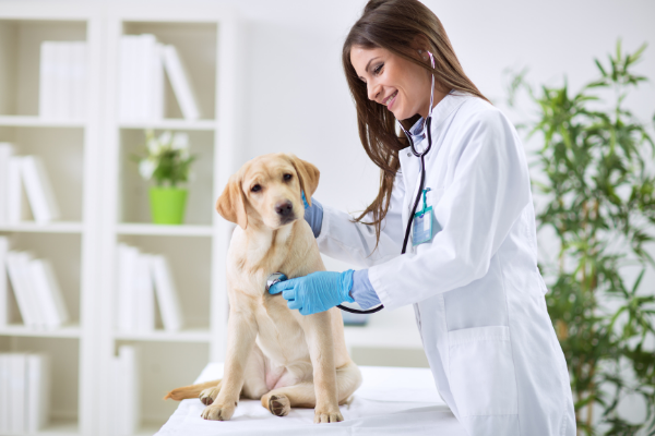 What should you look for in a veterinarian?