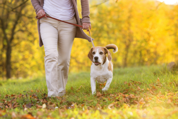 What does the perfect dog walk look like?