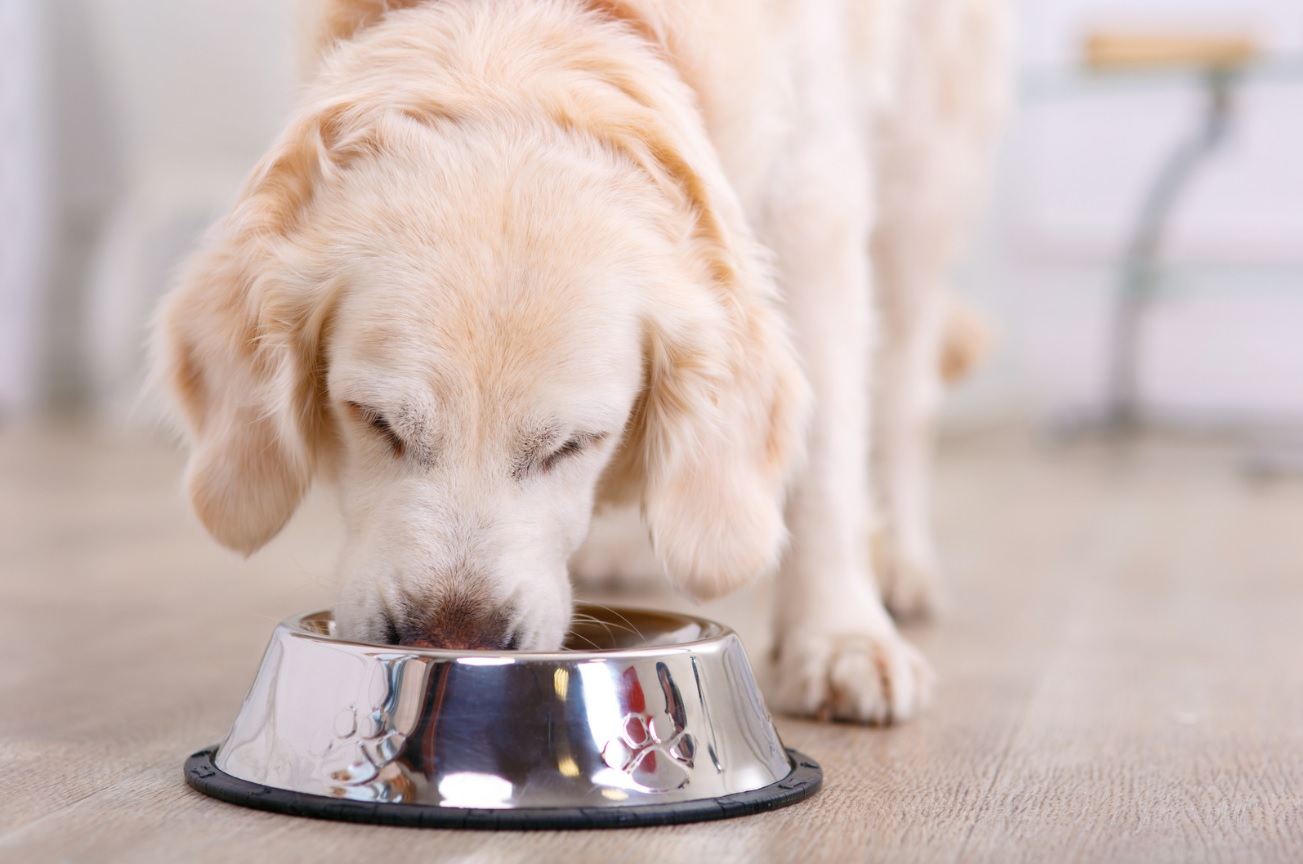 Dog Nutrition 101