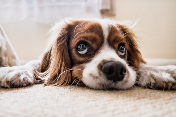 4 Signs Your Dog Isn’t Feeling Well