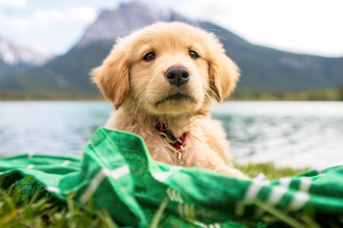 Essentials for Keeping Your Dog Safe in Summer