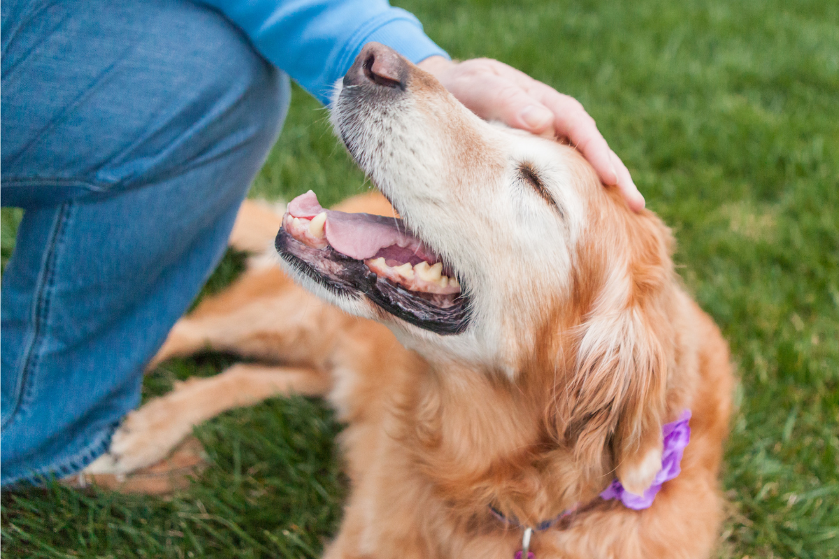 5 Health Concerns for Senior Dogs