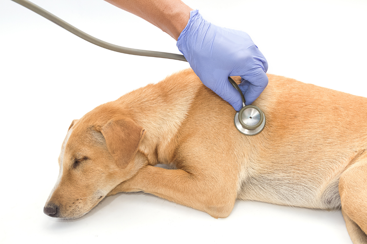 The Difference Between Life and Death: Understanding Bloat in Dogs