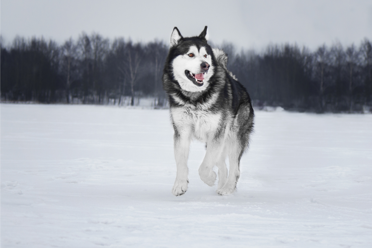 5 Dog Breeds that Thrive in Cold Weather