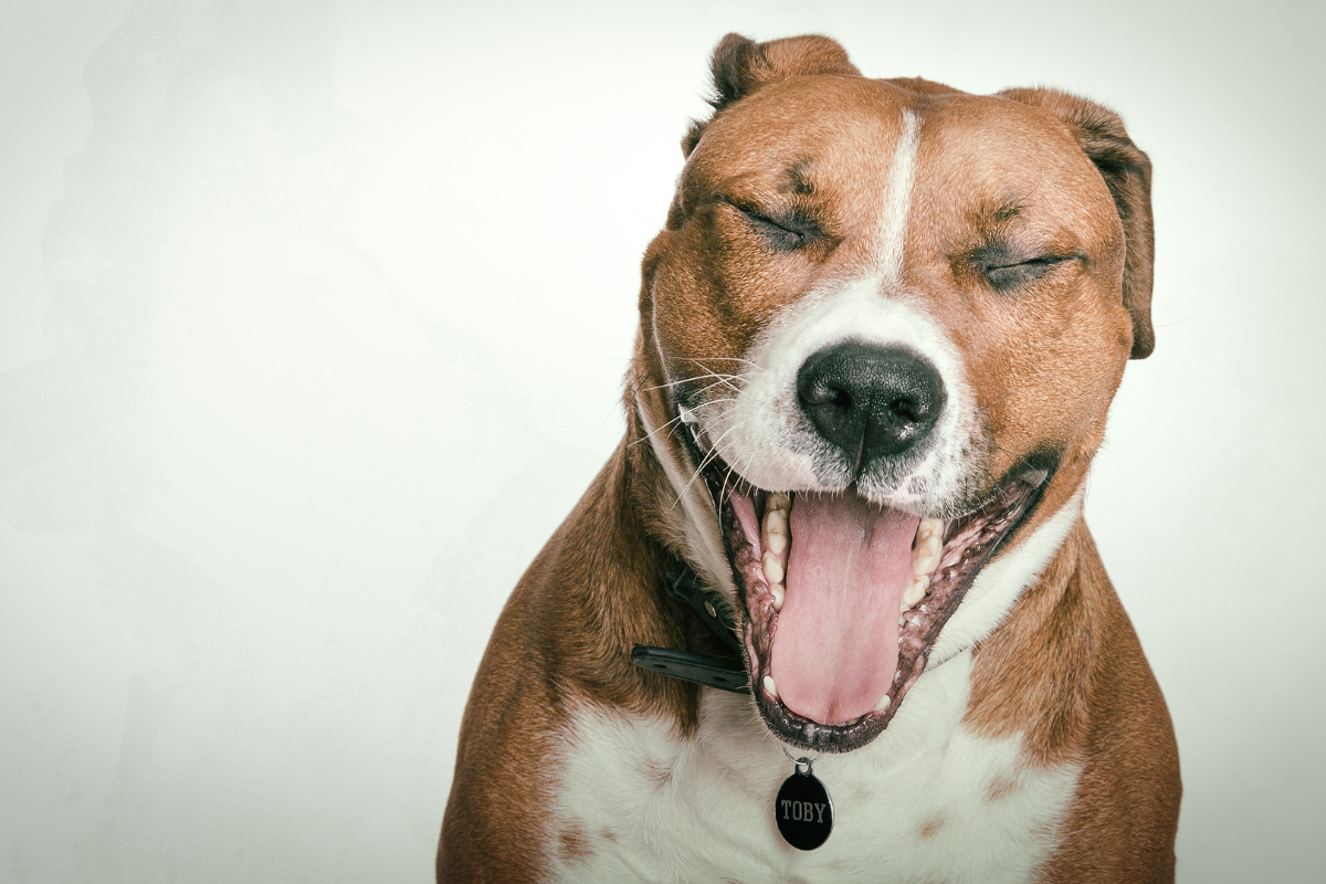 Banish Bad Dog Breath Once and For All