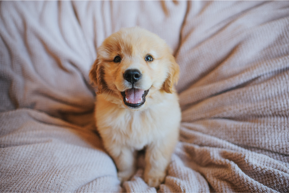 Preparing a Puppy for Boarding and Daycare