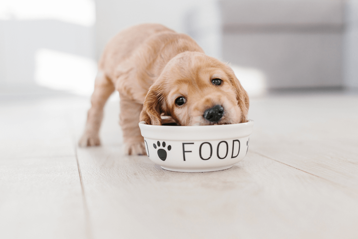 Dog Food Allergies 101