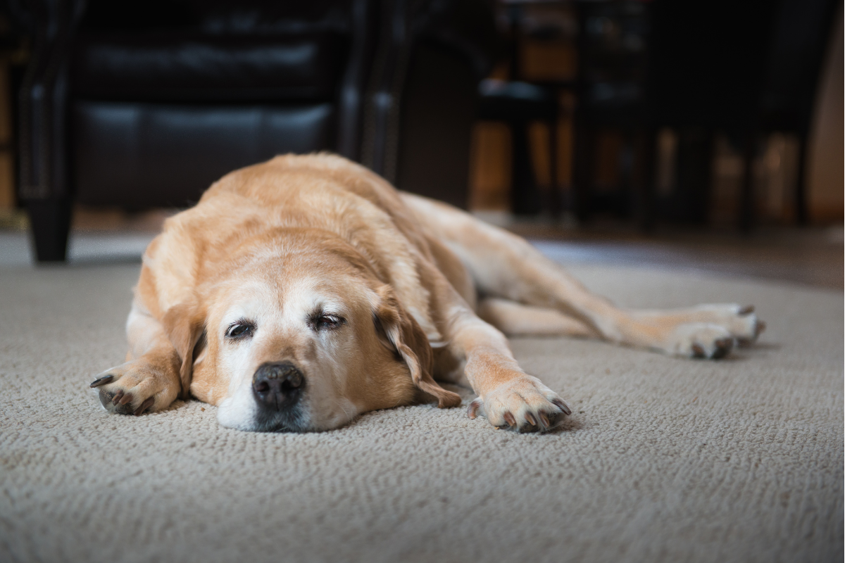 Growing Old with Your Dog: What to know about Canine Cognitive Disorder