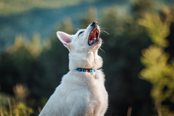 Treating Environmental Allergies in Dogs