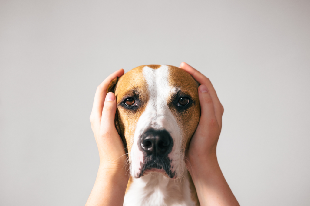 4 Ways to Help a Dog with Noise Phobia