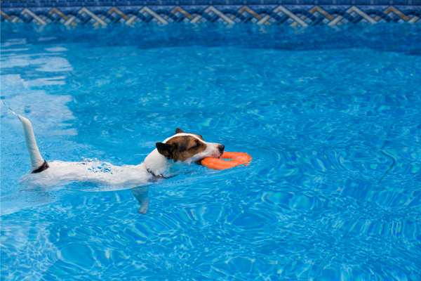 4 Water Activities to Enjoy with Your Dog this Summer