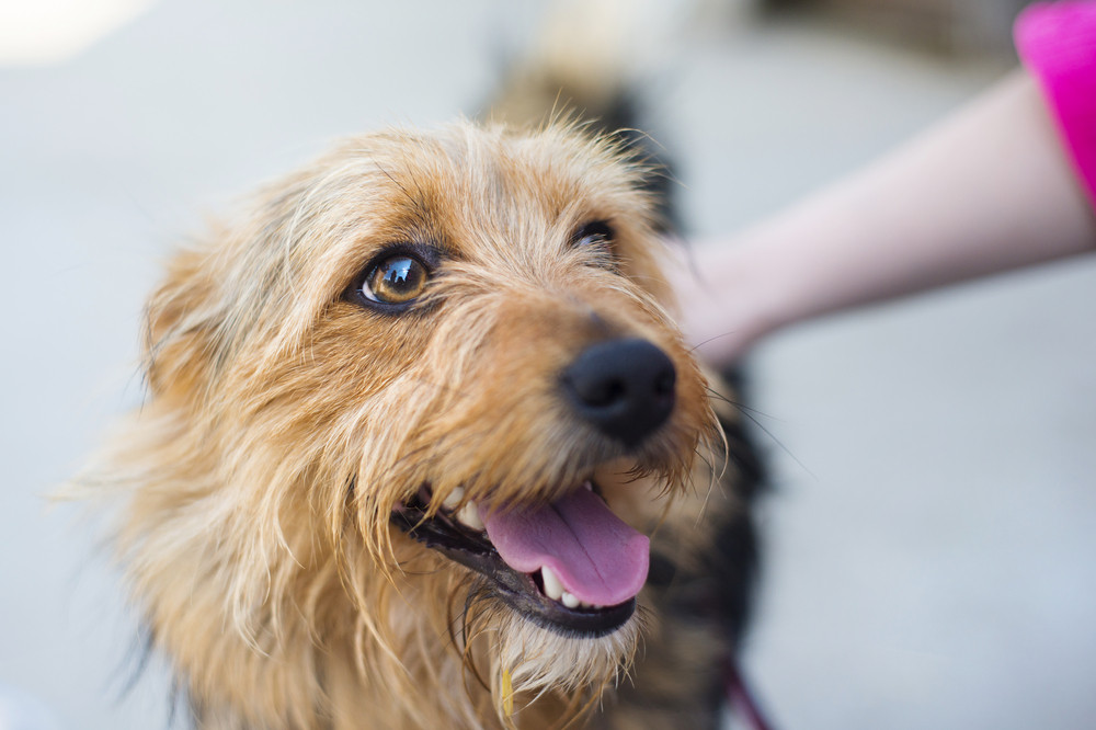 When Should You Bring Your Dog to a Dog Grooming Service?