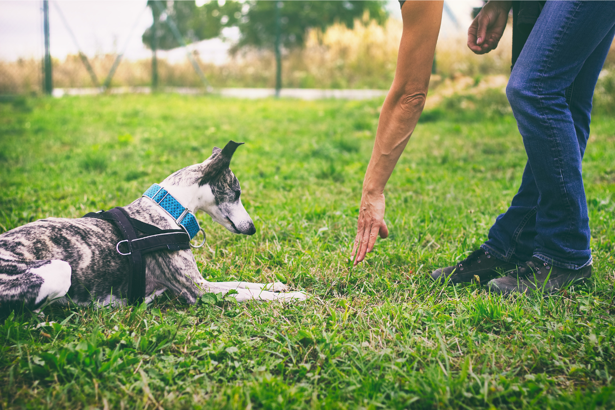 Back to School: The Importance of Dog Obedience Training