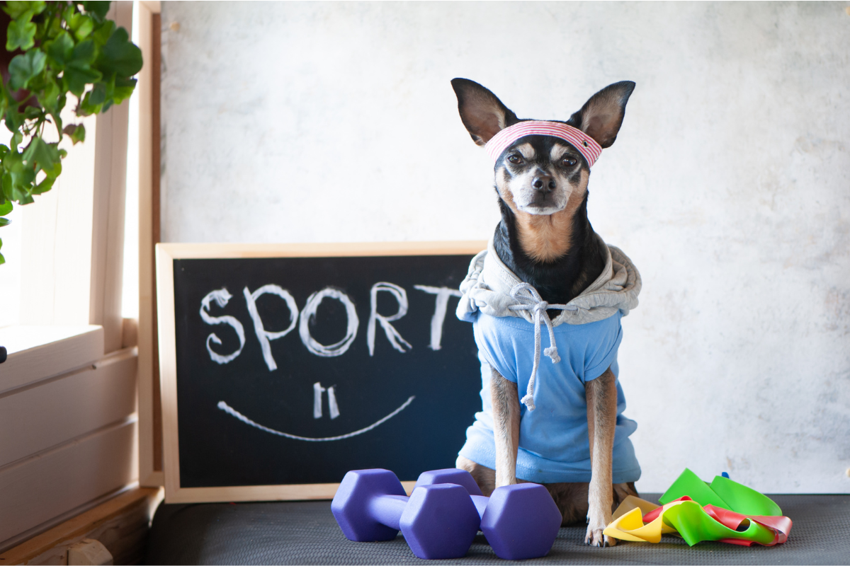 Dog Olympics: Sports to Play with Your Dog