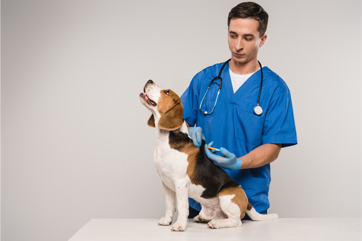 5 Things to Look at When Choosing a Veterinarian