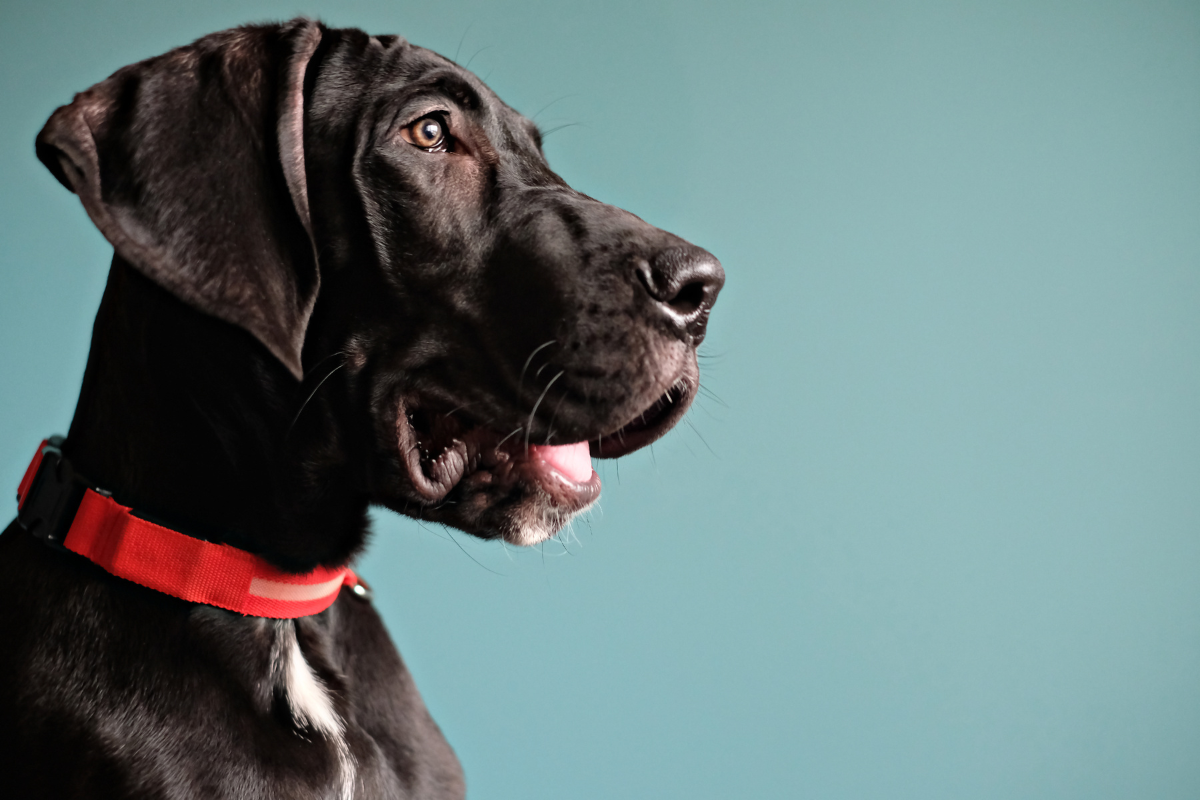 Understanding Pancreatitis in Dogs