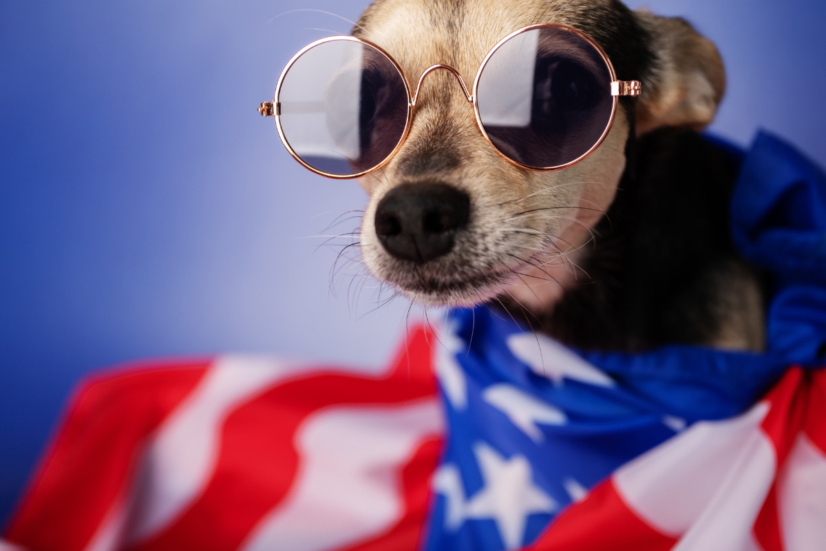 Helping Dogs Cope with Fireworks on the 4th of July