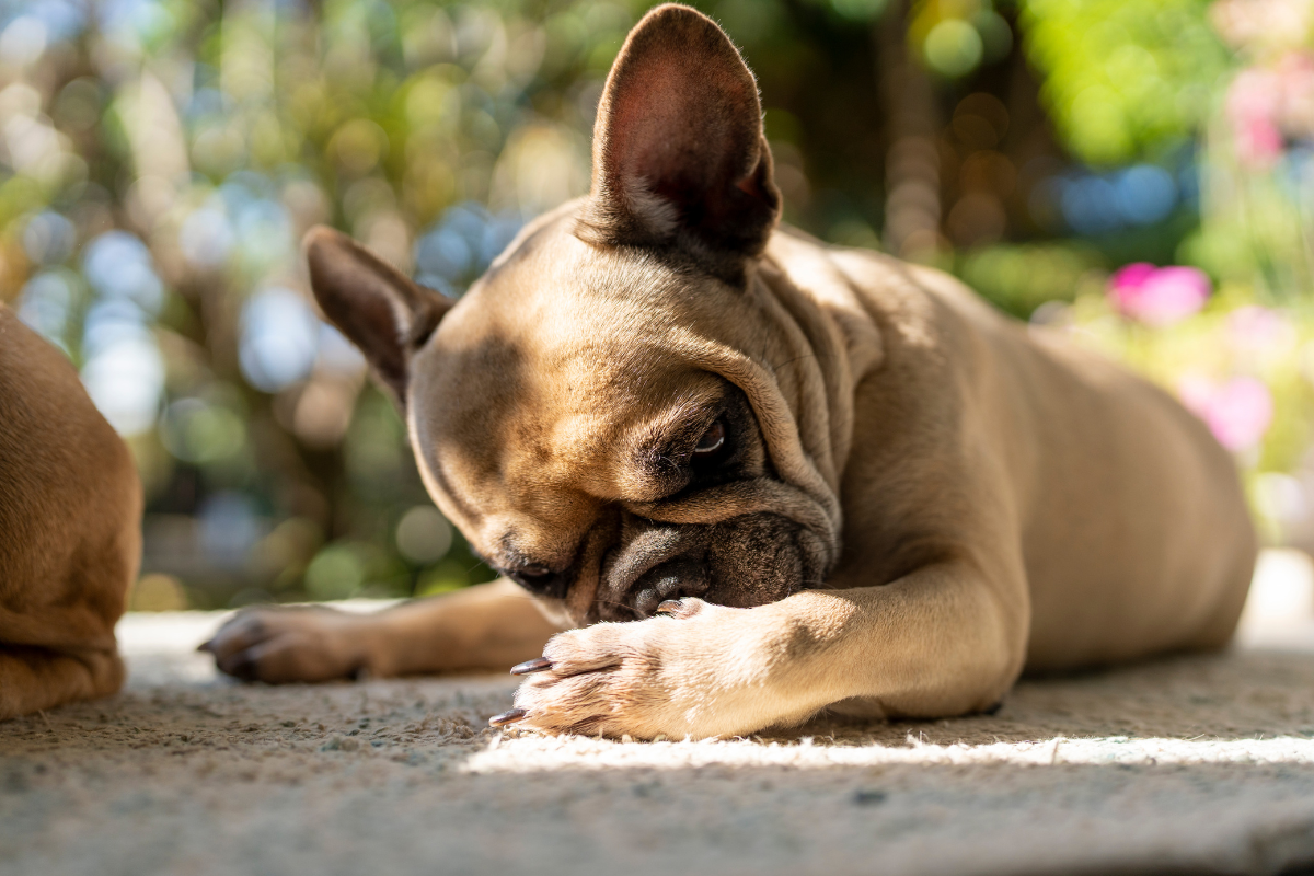 5 Ways to Treat Your Dog’s Allergies at Home